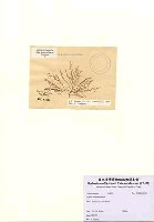 藏品(Hypnea viridis Papenfuss)的圖片